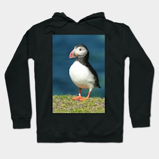 Posing Puffin III Hoodie